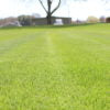 Black Beauty Sod - Free Delivery to New England