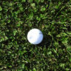Microclover Sod