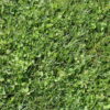 Microclover Sod