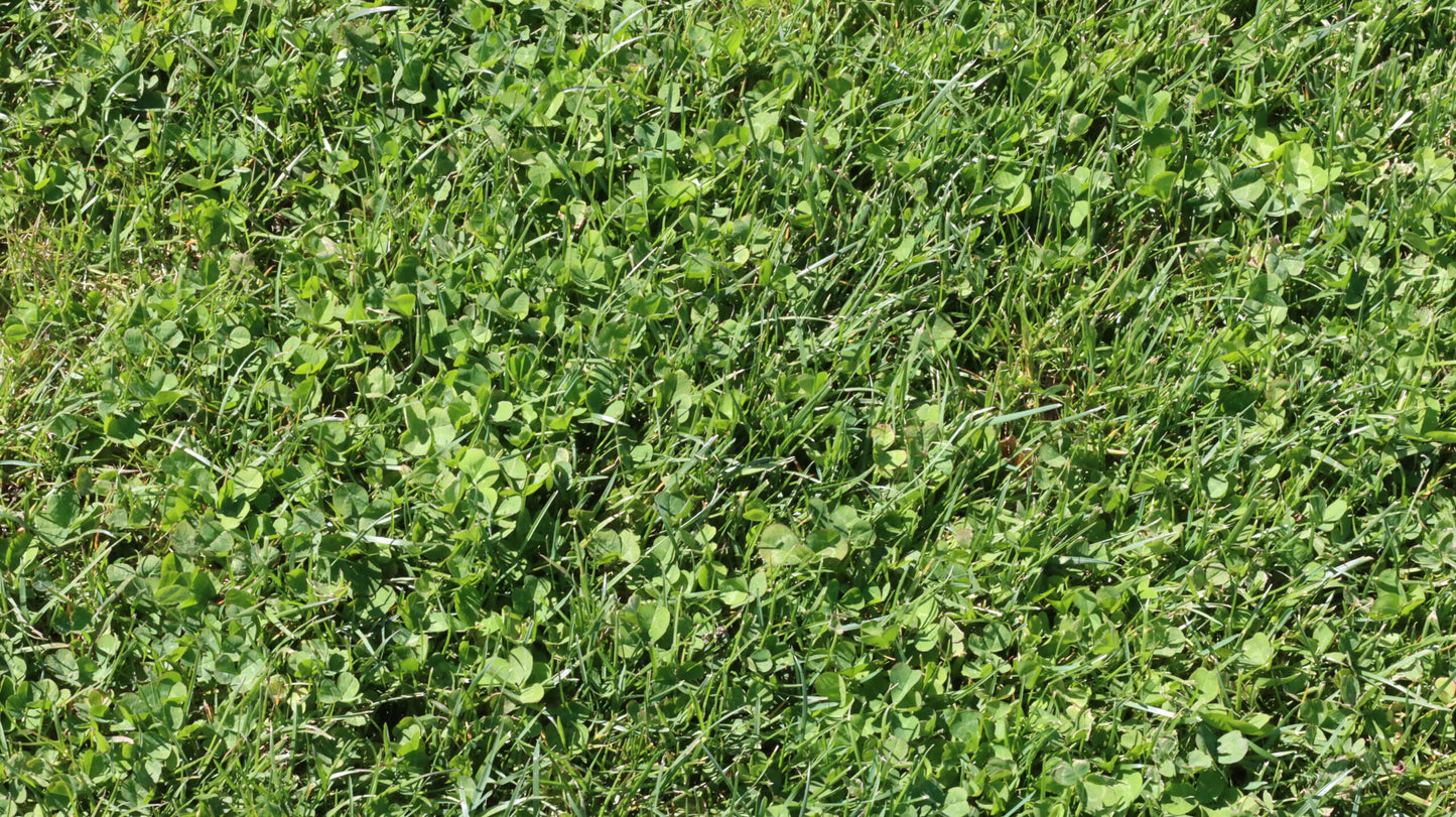 Microclover Sod