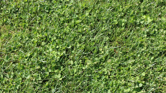 Microclover Sod