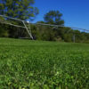Microclover Sod