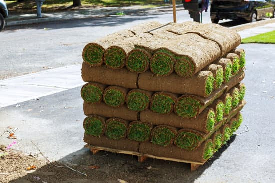 Bluegrass/Fescue Sod