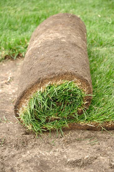 Bluegrass/Fescue Sod