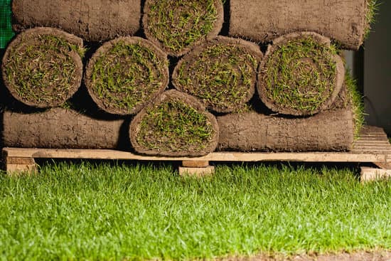Bluegrass/Fescue Sod