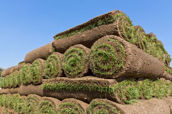 Bluegrass/Fescue Sod