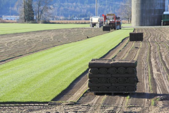 Bluegrass/Fescue Sod