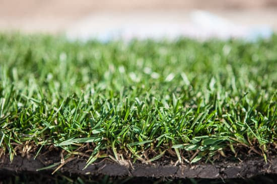 Bluegrass/Fescue Sod