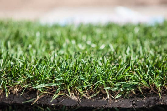 Bluegrass/Fescue Sod