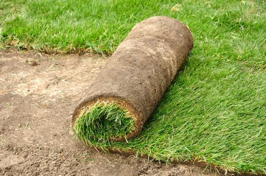 Black Beauty Sod - Free Delivery to New England